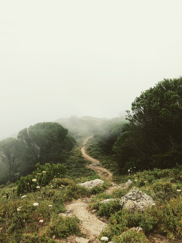 Gewundener Pfad zwischen Gräsern und Sträuchern, Nebel im Hintergrund