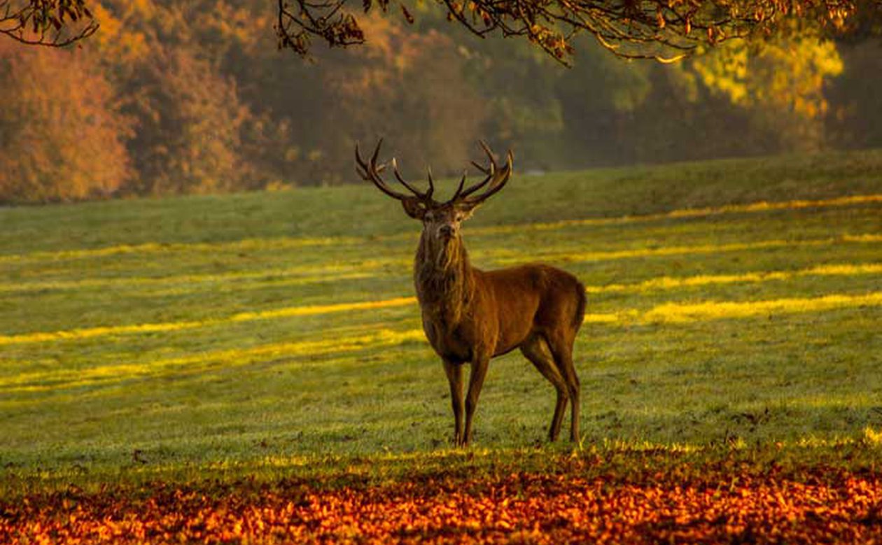 image of On Deer Antlers and the History of Religions: Radio Interview with Volkhard Krech on Evolution on Religions