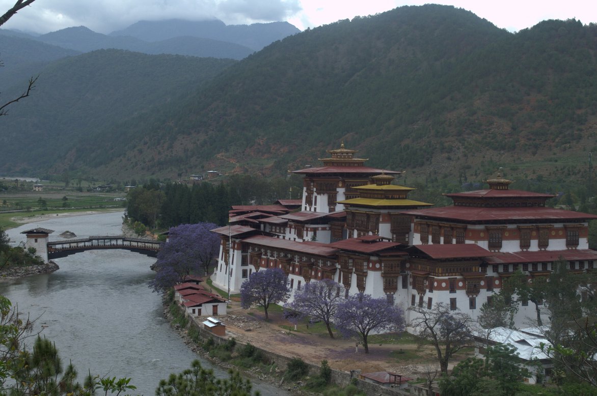 Jacaranda trees blossom around Punakha Dzong.